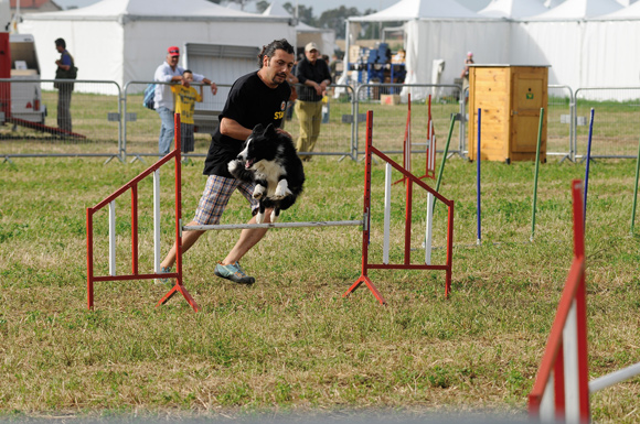 Agility Game Fair